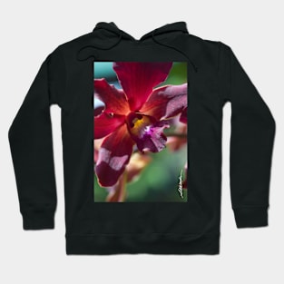 Maui Merlot Dendroblum Orchid Hoodie